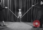 Image of dog show New York United States USA, 1939, second 39 stock footage video 65675033931
