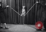 Image of dog show New York United States USA, 1939, second 41 stock footage video 65675033931