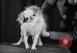 Image of dog show New York United States USA, 1939, second 42 stock footage video 65675033931