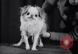 Image of dog show New York United States USA, 1939, second 43 stock footage video 65675033931