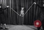 Image of dog show New York United States USA, 1939, second 44 stock footage video 65675033931