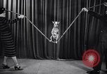 Image of dog show New York United States USA, 1939, second 45 stock footage video 65675033931
