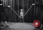 Image of dog show New York United States USA, 1939, second 46 stock footage video 65675033931