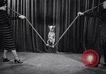 Image of dog show New York United States USA, 1939, second 47 stock footage video 65675033931