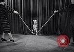Image of dog show New York United States USA, 1939, second 48 stock footage video 65675033931