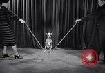 Image of dog show New York United States USA, 1939, second 49 stock footage video 65675033931