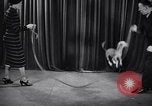 Image of dog show New York United States USA, 1939, second 52 stock footage video 65675033931