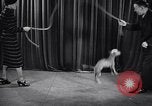 Image of dog show New York United States USA, 1939, second 53 stock footage video 65675033931