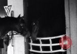 Standbild Seabiscuit California United States USA, 1940, aus Sekunde 4 historischem Filmmaterial Videoclip 65675033957