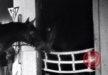 Standbild Seabiscuit California United States USA, 1940, aus Sekunde 5 historischem Filmmaterial Videoclip 65675033957