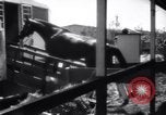 Standbild Seabiscuit California United States USA, 1940, aus Sekunde 9 historischem Filmmaterial Videoclip 65675033957