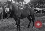 Image Seabiscuit  Statut Acadia California USA, 1941, de la seconde 21 séquences d'archives historiques vidéo 65675033962