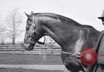 Standbild Man O War Lexington Kentucky USA, 1938, aus Sekunde 8 historischem Filmmaterial Videoclip 65675033970