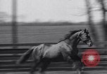 Standbild Man O War Lexington Kentucky USA, 1938, aus Sekunde 10 historischem Filmmaterial Videoclip 65675033970