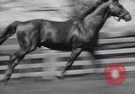 Standbild Man O War Lexington Kentucky USA, 1938, aus Sekunde 12 historischem Filmmaterial Videoclip 65675033970