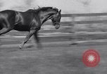 Standbild Man O War Lexington Kentucky USA, 1938, aus Sekunde 14 historischem Filmmaterial Videoclip 65675033970