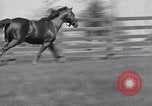 Standbild Man O War Lexington Kentucky USA, 1938, aus Sekunde 15 historischem Filmmaterial Videoclip 65675033970