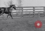 Standbild Man O War Lexington Kentucky USA, 1938, aus Sekunde 16 historischem Filmmaterial Videoclip 65675033970