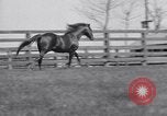 Standbild Man O War Lexington Kentucky USA, 1938, aus Sekunde 17 historischem Filmmaterial Videoclip 65675033970