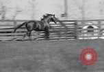 Standbild Man O War Lexington Kentucky USA, 1938, aus Sekunde 18 historischem Filmmaterial Videoclip 65675033970