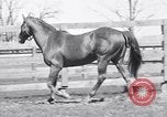 Standbild Man O War Lexington Kentucky USA, 1938, aus Sekunde 19 historischem Filmmaterial Videoclip 65675033970