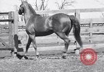 Standbild Man O War Lexington Kentucky USA, 1938, aus Sekunde 20 historischem Filmmaterial Videoclip 65675033970
