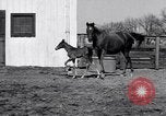 Standbild Man O War Lexington Kentucky USA, 1938, aus Sekunde 21 historischem Filmmaterial Videoclip 65675033970