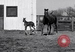 Standbild Man O War Lexington Kentucky USA, 1938, aus Sekunde 22 historischem Filmmaterial Videoclip 65675033970
