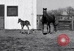 Standbild Man O War Lexington Kentucky USA, 1938, aus Sekunde 23 historischem Filmmaterial Videoclip 65675033970