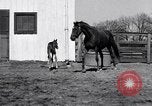 Standbild Man O War Lexington Kentucky USA, 1938, aus Sekunde 24 historischem Filmmaterial Videoclip 65675033970