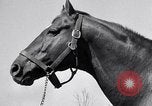 Standbild Man O War Lexington Kentucky USA, 1938, aus Sekunde 26 historischem Filmmaterial Videoclip 65675033970