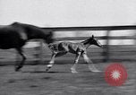 Standbild Man O War Lexington Kentucky USA, 1938, aus Sekunde 27 historischem Filmmaterial Videoclip 65675033970