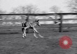 Standbild Man O War Lexington Kentucky USA, 1938, aus Sekunde 28 historischem Filmmaterial Videoclip 65675033970