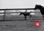 Standbild Man O War Lexington Kentucky USA, 1938, aus Sekunde 30 historischem Filmmaterial Videoclip 65675033970