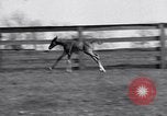 Standbild Man O War Lexington Kentucky USA, 1938, aus Sekunde 32 historischem Filmmaterial Videoclip 65675033970