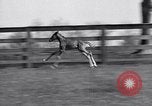 Standbild Man O War Lexington Kentucky USA, 1938, aus Sekunde 33 historischem Filmmaterial Videoclip 65675033970
