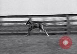 Standbild Man O War Lexington Kentucky USA, 1938, aus Sekunde 34 historischem Filmmaterial Videoclip 65675033970