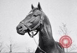Standbild Man O War Lexington Kentucky USA, 1938, aus Sekunde 36 historischem Filmmaterial Videoclip 65675033970