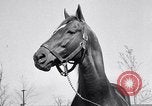 Standbild Man O War Lexington Kentucky USA, 1938, aus Sekunde 37 historischem Filmmaterial Videoclip 65675033970