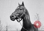Standbild Man O War Lexington Kentucky USA, 1938, aus Sekunde 39 historischem Filmmaterial Videoclip 65675033970