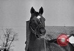 Standbild Man O' Krieg Lexington Kentucky USA, 1946, aus Sekunde 8 historischem Filmmaterial Videoclip 65675033974