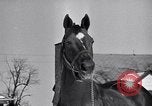 Standbild Man O' Krieg Lexington Kentucky USA, 1946, aus Sekunde 9 historischem Filmmaterial Videoclip 65675033974