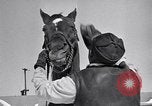 Standbild Man O' Krieg Lexington Kentucky USA, 1946, aus Sekunde 12 historischem Filmmaterial Videoclip 65675033974