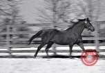 Standbild Man O' Krieg Lexington Kentucky USA, 1946, aus Sekunde 21 historischem Filmmaterial Videoclip 65675033974
