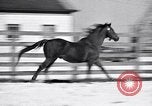 Standbild Man O' Krieg Lexington Kentucky USA, 1946, aus Sekunde 24 historischem Filmmaterial Videoclip 65675033974