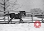 Standbild Man O' Krieg Lexington Kentucky USA, 1946, aus Sekunde 25 historischem Filmmaterial Videoclip 65675033974