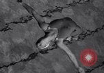 Image of Divers competing at the National Aquatic Meet Los Angeles California USA, 1937, second 18 stock footage video 65675033983