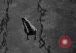 Image of Divers competing at the National Aquatic Meet Los Angeles California USA, 1937, second 24 stock footage video 65675033983