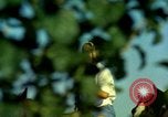 Image of American people and sports United States USA, 1965, second 42 stock footage video 65675034054