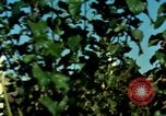 Image of American people and sports United States USA, 1965, second 44 stock footage video 65675034054